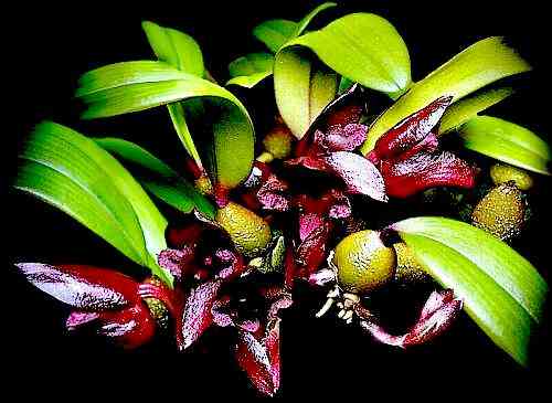 Bulbophyllum cruentum